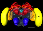 The Digital Bee Brain: Integrating and Managing Neurons in a Common 3D Reference System